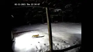 Fox by the Door In the Snow