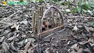 Armadilha de laço para pegar PACA pelo pescoço