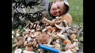 ШИКАРНЫЙ СБОР ГРИБОВ!!! 2021!!!