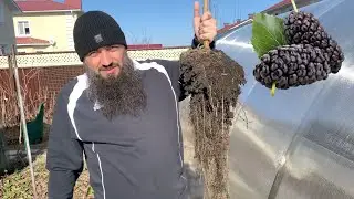 ШЕЛКОВИЦА ДЕРЕВО посадка и уход ТУТОВНИК В САДУ ПЛОДОНОСИТ РЕГИОН ХОЛОДНЫЙ  -38