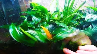 ВИДЕО О ПОЛЮДАРИУМЕ!!!