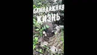 Лесные подарки