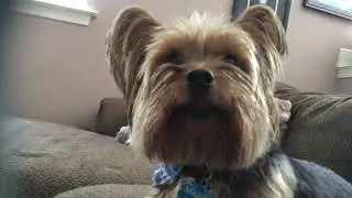 Marty hates the birds #shortvideo #shorts #funny