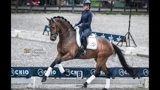 Training op het CHIO Rotterdam | Danielle van Mierlo