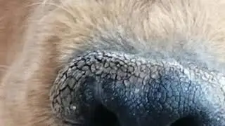 Perro cariñoso busca con que rascar le su pancita
