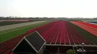 Flowerfields in Netherland