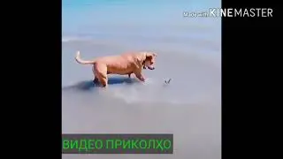 приколи нав 2020