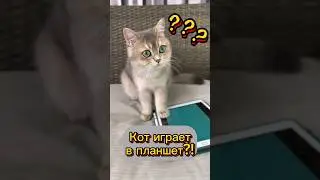Кот играет в планшет?! #cats