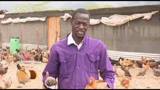Keeping Kienyeji Chicken on a large scale - OLERAI Part 1