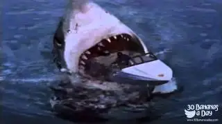 Megalodon Shark Attack Tourist Boat Off Sydney Harbour Australia Real or FAKE