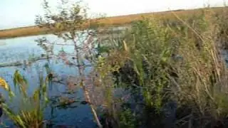 DuckHunt2008_3.wmv