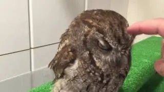 Lovery Screech Owl / フクロウのくうちゃん、走る