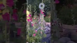 Hollyhocks are blooming 6-13-2024