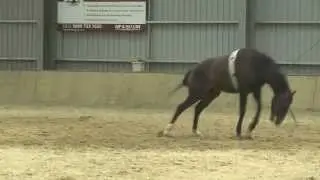 Hybrid Horsemanship Clinic Promo