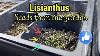 Lisianthus seeds from the garden | Seed saving update ✅