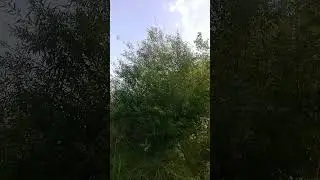 Самарка