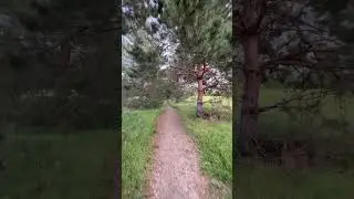 Иду по красивой дороге. #природа #природароссии #сосны