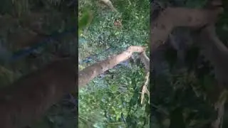 PANEN CENGKEH DI MUNJUNGAN TRENGGALEK