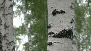 Звуки природы в березовой роще