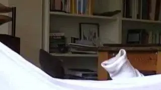 Who's On Sock Puppet