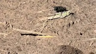 Wasp & Grasshopper