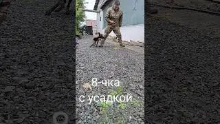 #собака #малинуа #malinois #семья