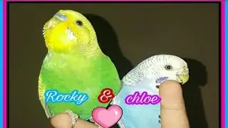 Budgies/parakeets making out