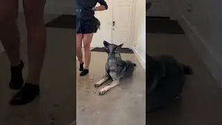 Try this #dogtraining #dogtrainingtips #dogchallenges