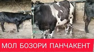 МОЛ_ БОЗОРИ  Ш  ПАНЧАКЕНТ 2021