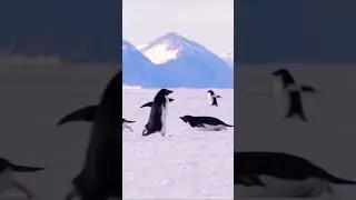 Ces pingouins vous font profiter d’un beau défilé #shorts #animals