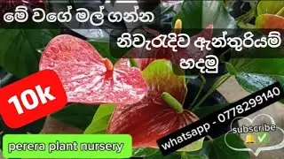 එන්න අපි එකතු වෙලා ලස්සනට මල් එන්න ඇන්තූරියම් පැල හදමු...🌱🌿💐