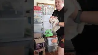 5 Kittens Rescued #cat #rescuekitty #kittenrescue #kitten #rescue