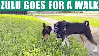 Basenji Zulu Goes For A Walk