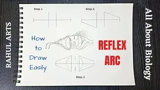 How to draw Reflex Arc easily step by step
