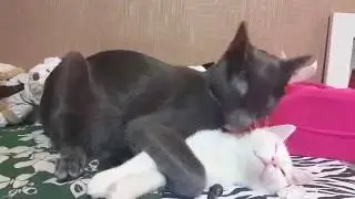 봉지와 두부의 찐한 애정행각...