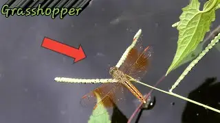 types of grasshoppers||kids animation||#shorts