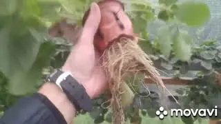 Корневая система у клубники на гидропонике система NFT 