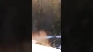 Семья заметила волосатое гуманоидное существо, идущее на большом расстоянии перед ними 