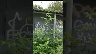 Окрестности ЖК Западный Порт #shorts
