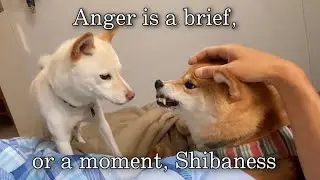 Nong is intensely jealous of Shiro, Shiba inu