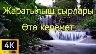 Кайынды жайлоосундагы шаркыратмага карай жол.