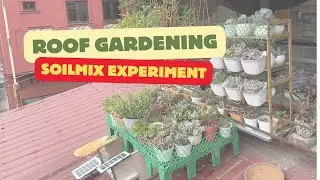 Roof Gardening and Soilmix Experiment budget friendly