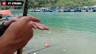 Umpan Udang Mancing di Dermaga