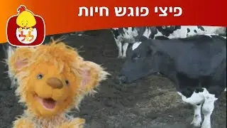 פיצי פוגש חיות: פרה וסוס - ערוץ לולי