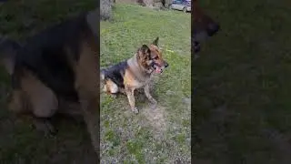 Помесь немецкий овчарки с маламутом