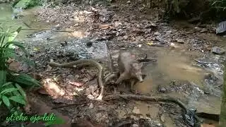 jerat di pinggir kali ber ulah lagi,poin babi betina.