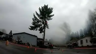 treesdown2022