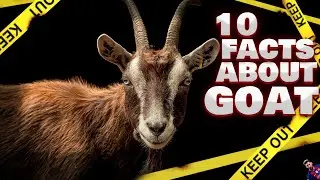 10 facts about goat 🐐