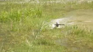 уиппет Джим приносит палку (whippet Jim brings a stick)