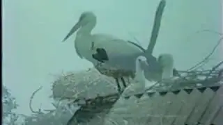 "Стяг победы". Читает автор А.Сгадов   Видиоряд  В.Мормуль
